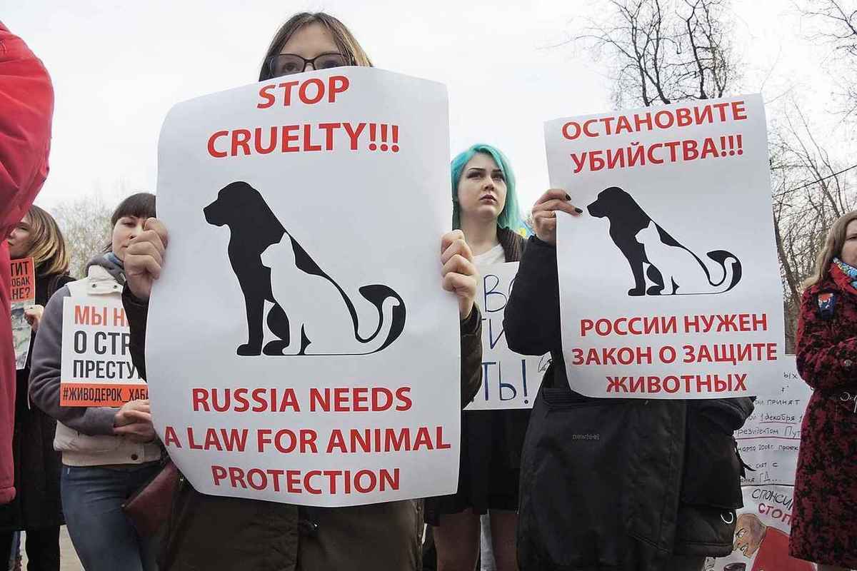 Против убийств животных. Защита животных. Лозунги в защиту животных. Слоган о защите животных.