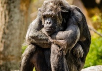 Каждая четвертая шимпанзе и многие другие обезьяны в Национальном парке Кибале, расположенном в Уганде, рождается с серьезными мутациями
