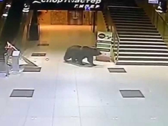 Кормить медведей – опасная идея