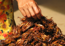 В зажиточной Швейцарии начали продавать котлеты и тефтели с 31-процентным содержанием мучных червей, сверчков и жуков - в рацион двух миллиардов людей в мире уже входят насекомые, и они полезны для здоровья