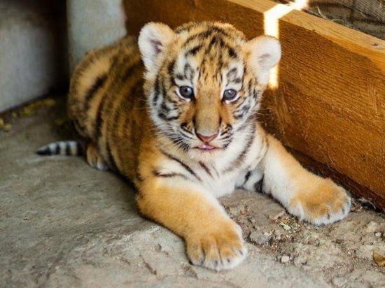 Пополнение в зоопарке Ростова: на свет появился уссурийский тигр
