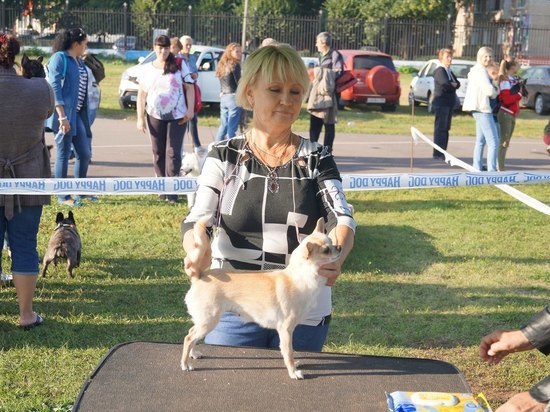 На региональной выставке в Тамбове представили более 30 пород собак 