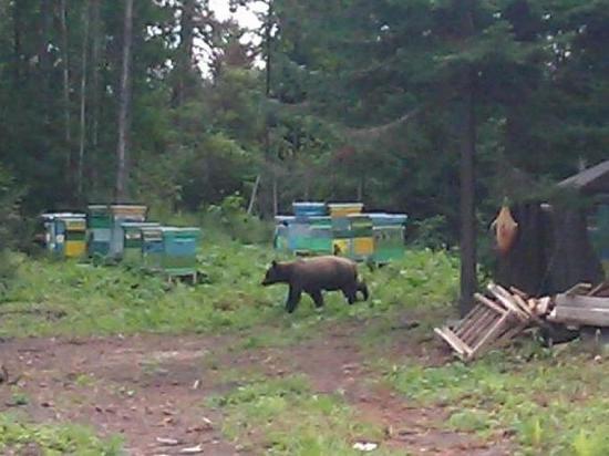 Медведь разорил пасеку в Нижегородской области