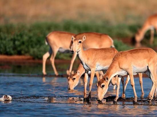 Как в регионе охраняют и восстанавливают популяцию степной антилопы