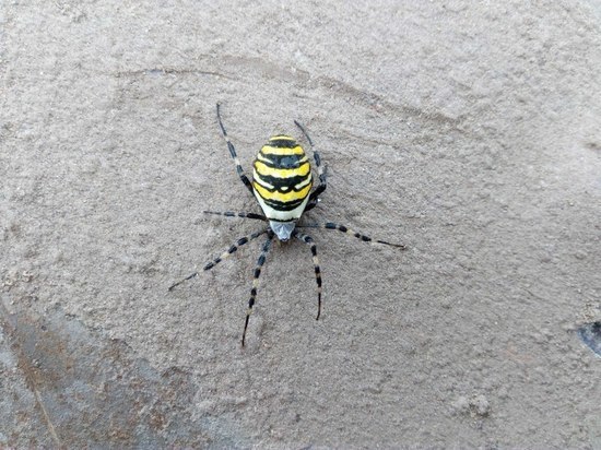 Новый вид пауков обнаружен в Нижегородской области