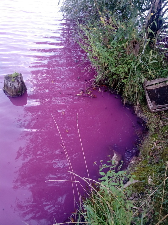 Розовая вода в Товарково: природное явление или технические выбросы