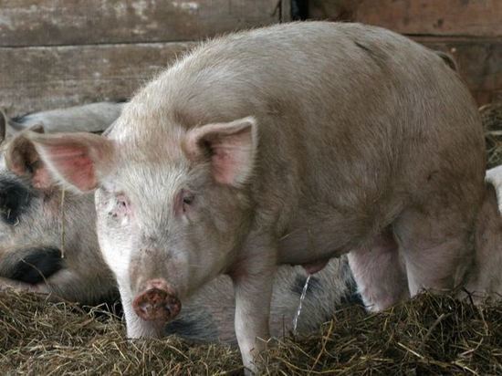 На кузбасских трассах ищут больных чумой свиней 
