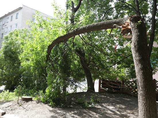 В Тамбове прямо на тротуар упало огромное дерево