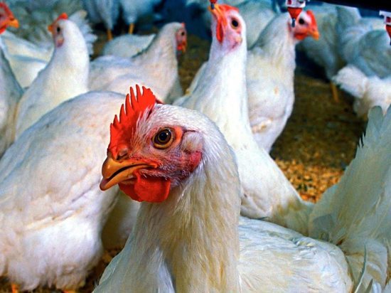 Калужская "Птицефабрика Белоусово" начнет поставку мяса птицы во Вьетнам 