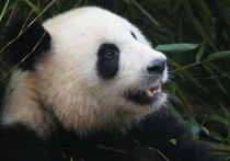 Панда по имени Басы, считавшаяся самой старой пандой на Земле, скончалась  в центре по изучению и разведению панд в китайском городе Фучжоу
