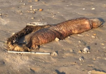 Американского биолога Прити Десай, а за ней и множество интернет-пользователей заинтересовали необычные и довольно пугающие останки некоего морского существа с острыми зубами, выброшенного на берег недавним ураганом «Харви»
