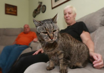 В Великобритании скончался кот по имени Натмег, признанный самым старым в мире