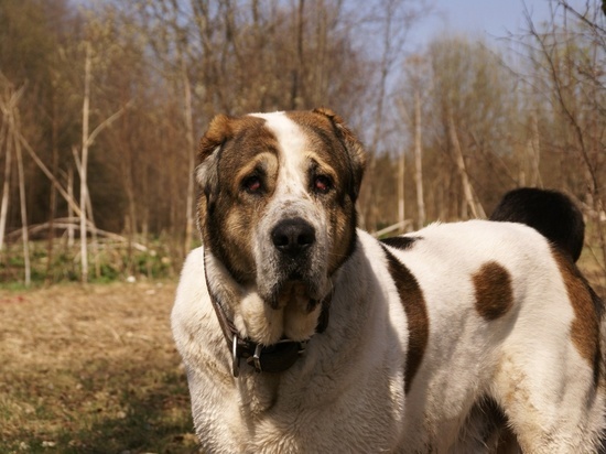 Кража в Оренбургской области: собака породы "Алабай" знала одного из похитителей и подошла к нему, виляя хвостом