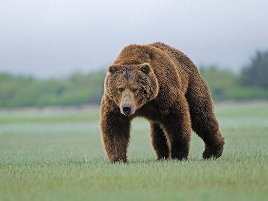 Прокопчан удивил разгуливающий по улицам медведь 