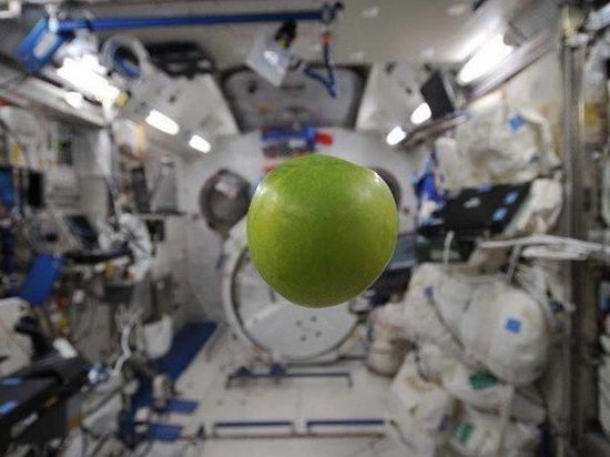 В космос скоро отправят новый урожай уникальных сортов яблок из Мичуринска