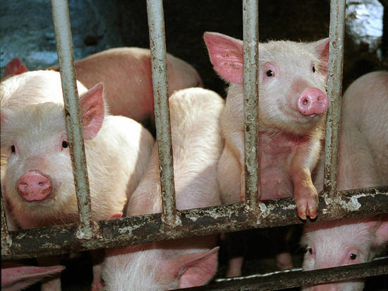 Ввоз свинины в самопровозглашенную республику запрещен из-за ухудшения эпизоотической ситуации