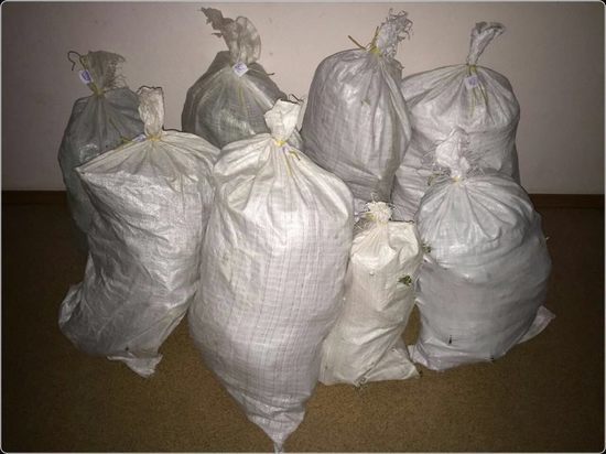 Более 21 кг конопли вырастил на своем участке житель Калужской области 