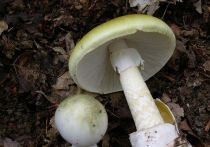 В нынешнем сезоне царство грибов полностью оправдало свое научное название — эти загадочные организмы, сочетающие в себе свойства растений и животных, буквально воцарились в воронежских лесах — такого грибного бума в регионе не припомнят даже старожилы