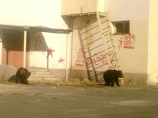 В Новотроицке по улице  гуляли медведи 
