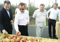 Дмитрий Медведев в пятницу принял участие в завершающей битве за урожай