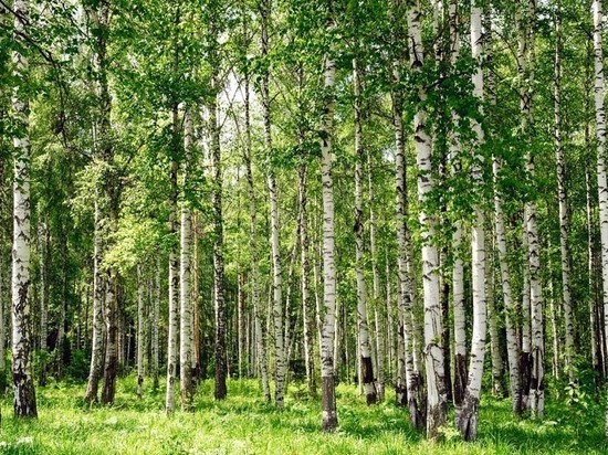 Арендатор леса нанес ущерб Калужской области в 10 млн рублей, вырубив ели и березы