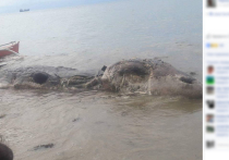 На берегу филиппинского острова Лейт местный житель обнаружил гигантскую тушу неизвестного морского животного