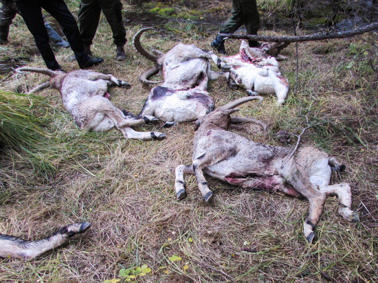 В алтайском заказнике найдены восемь туш убитых козерогов