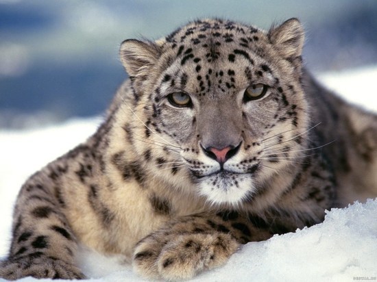 Снежный барс — сильное животное, которое находится на вершине пищевой цепочки ареала своего обитания