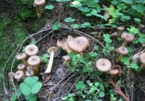 В подмосковных лесах не по осеннему сухо, что не способствует обилию грибов