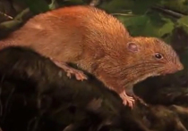 Австралийский зоолог Тайрон Лэйвери из музея Квинсленда изучил обнаруженную на Соломоновых островах гигантскую крысу и подтвердил, что она относится к новому виду
