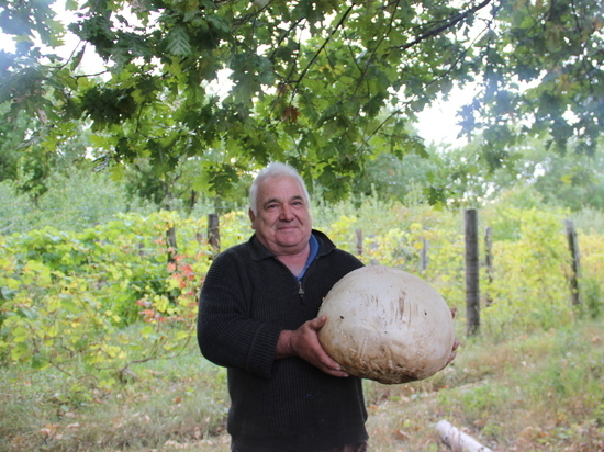 В Тамбовской области нашли огромный гриб, который весит 11 килограммов