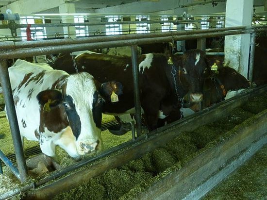  Разделит ли  еще одно карельское хозяйство судьбу Медвежьегорского молокозавода?