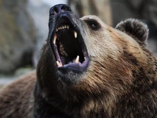 Медведь забрался на территорию завода в Нижнем Тагиле