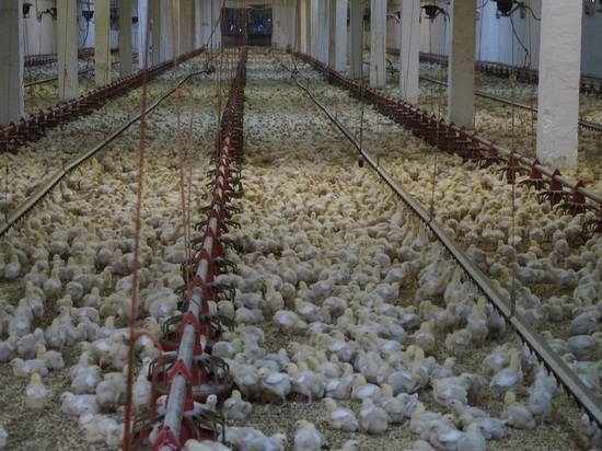 Белоусовская птицефабрика увеличит экспорт мяса птицы во Въетнам в 5 раз