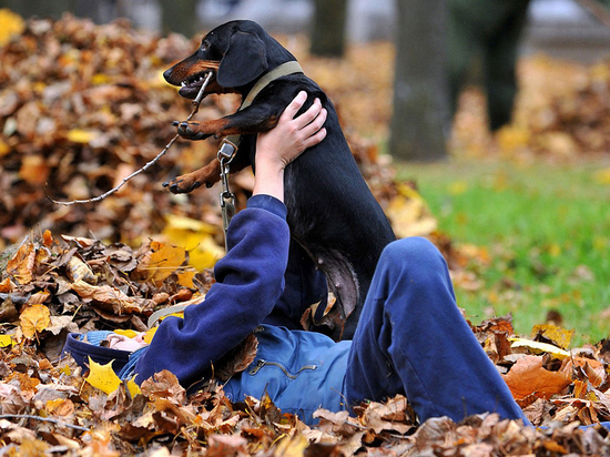 Как повысить иммунитет у собаки: полезные советы и рекомендации
