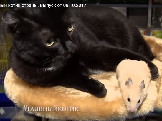 "Кошка-фармацевт" из Барнаула стала героем шоу на Первом канале
