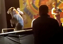 Во время выступления в цирке Сыктывкара медведь набросился на  дрессировщика прямо на глазах у детей