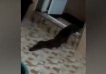 Фотограф Зула Анип из малазийского города Алор-Сетар снял на видео,   как из туалета его дома выползает двухметровое существо, одновременно похожее на змею и огромную пиявку