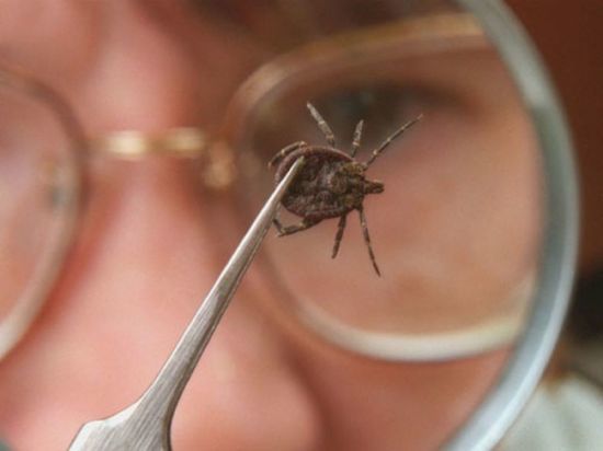 Региональный Роспотребнадзор подвел итоги мероприятий по борьбе с клещами и инфекциями, которые переносят эти насекомые
