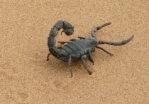 Группа австралийских ученых, представляющих Университет Джеймса Кука, выяснила, что промежуточное положение в пищевой цепи заставило скорпионов мастерски распоряжаться своим ядом