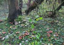 В первой половине  октября после затяжных по-осеннему дождей количество и ассортимент лесных грибов в Подмосковье несколько увеличился