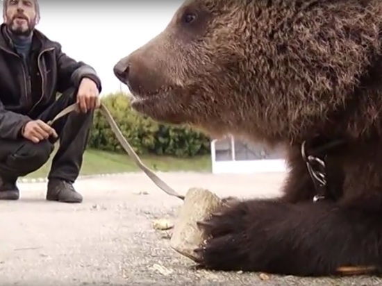 Хозяин медведей в Сергаче отдал животных в подмосковный зоопарк