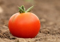 Россельхознадзор приостанавливает ввоз африканских и азиатских томатов, идущих через Белоруссию