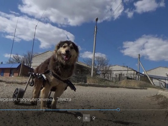 Собачка из Калмыкии по кличке Печенька стала героиней конкурсного видеоролика