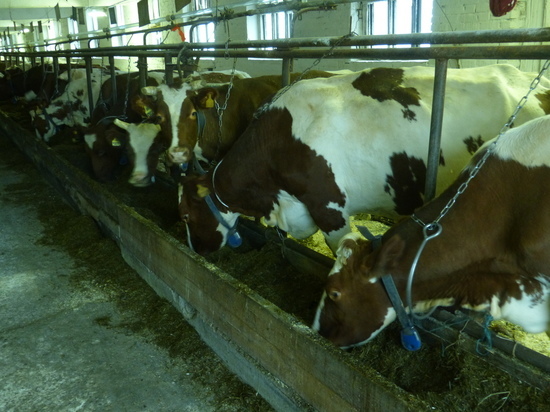 Оголодавшие пряжинские коровы за неделю отъелись и стали давать больше молока