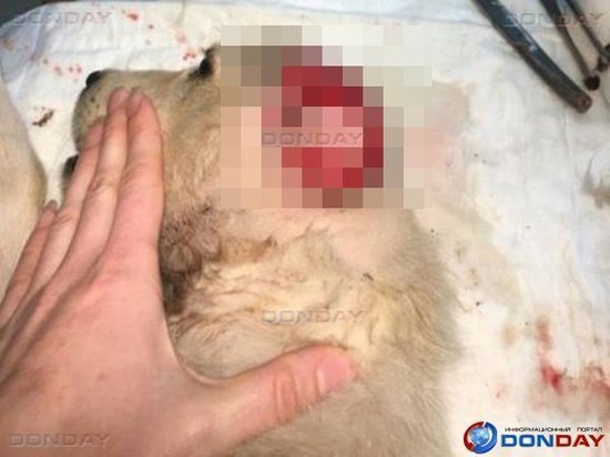 Трехмесячному щенку в Ростове отрезали хвост и уши и бросили умирать на цепи
