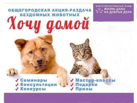 Акция-раздача бездомных собак «Хочу домой» пройдет в Ярославле