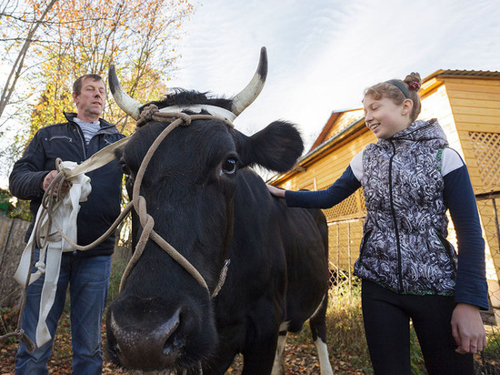 Не в щенках счастье: семикласснице из глубинки тульские власти подарили корову 