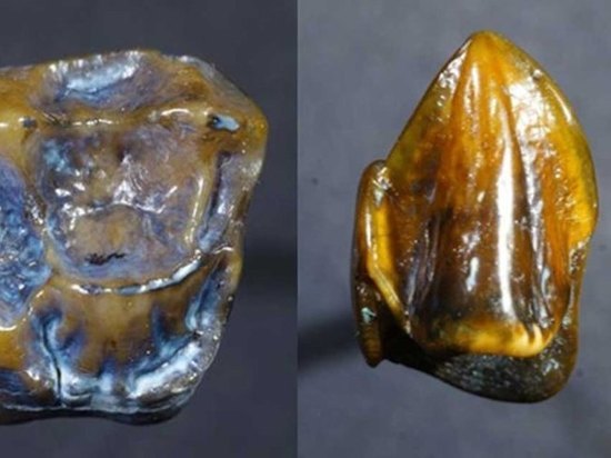 В русле Рейна были обнаружены зубы предка человека возрастом в два раза старше сходных африканских костей