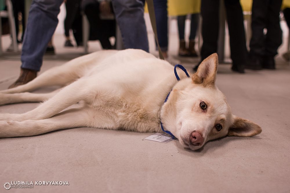 Кот и пес: Самые милые кадры с выставки-раздачи бездомных животных в Петрозаводске